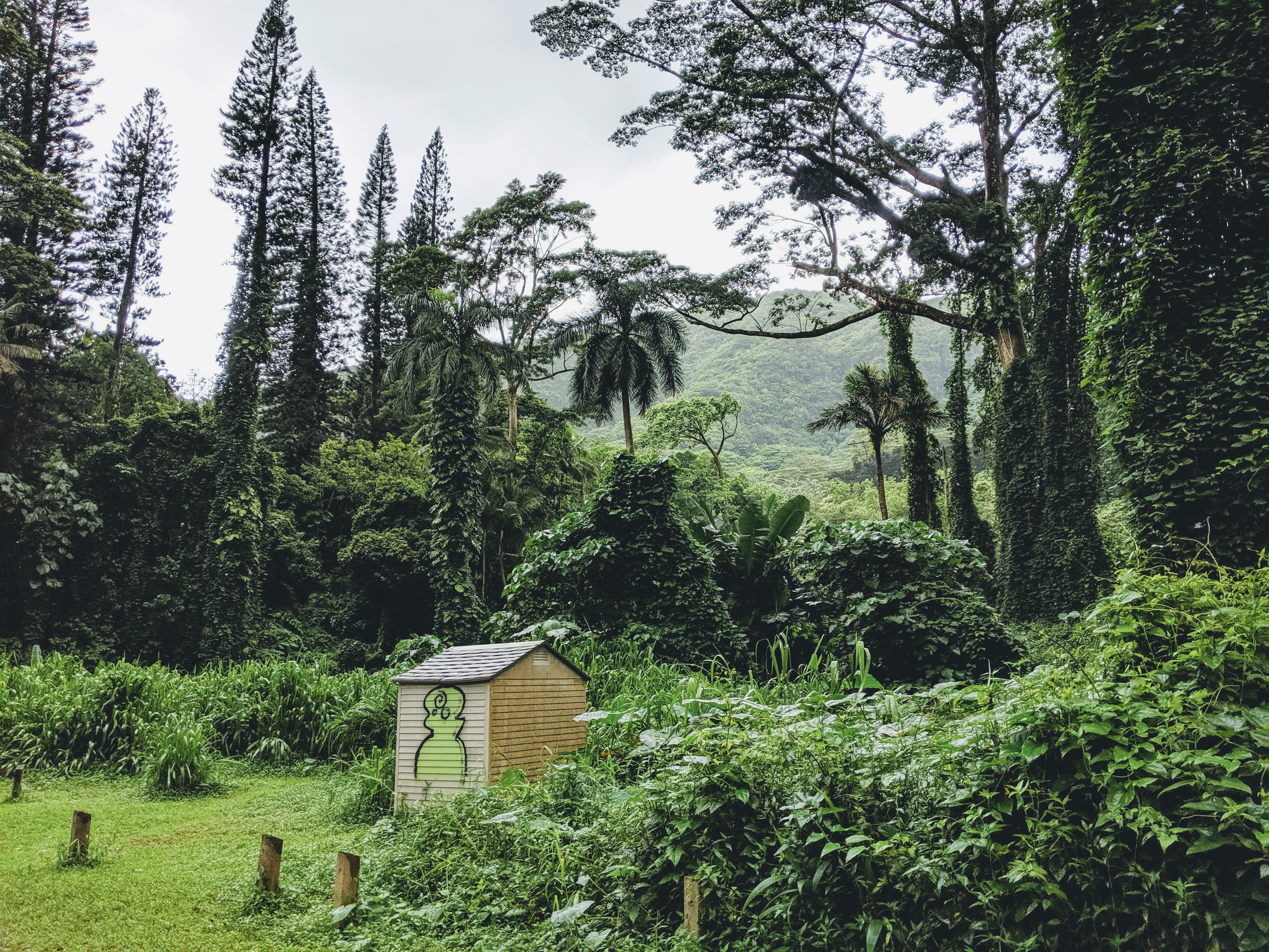 Random shed at Manoa Falls trail.